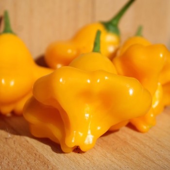 Chili Dulce Sol (Schärfe 2) (Samen)