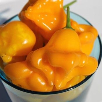 Chili Dulce Sol (Schärfe 2) (Samen)