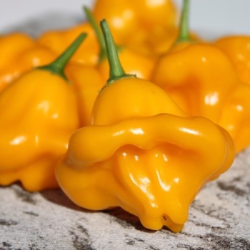 Chili Dulce Sol (Schärfe 2) (Samen)