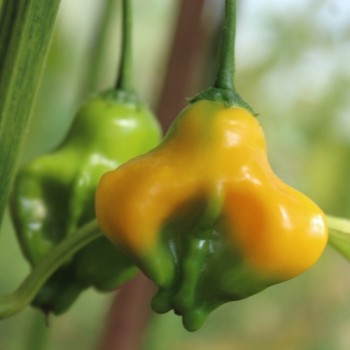Chili Dulce Sol (Schärfe 2) (Samen)
