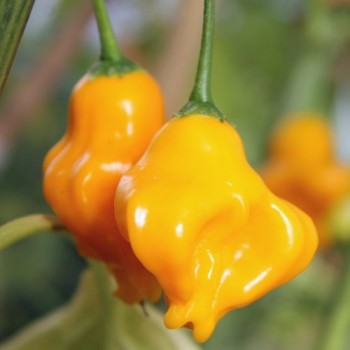 Chili Dulce Sol (Schärfe 2) (Samen)