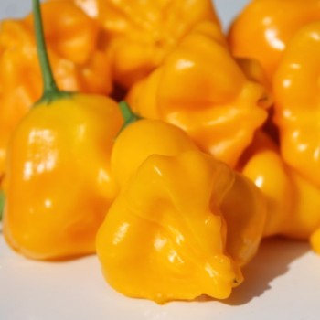 Chili Dulce Sol (Schärfe 2) (Samen)