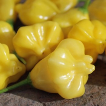 Chili Dulce Estrella (Schärfe 2) (Samen)