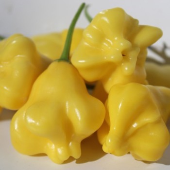 Chili Dulce Estrella (Schärfe 2) (Samen)