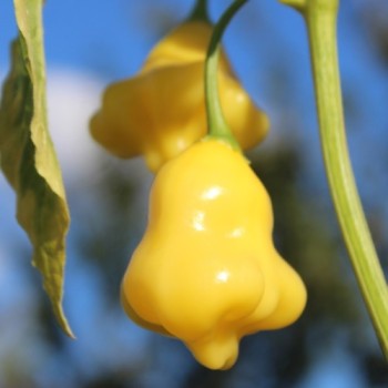 Chili Dulce Estrella (Schärfe 2) (Samen)