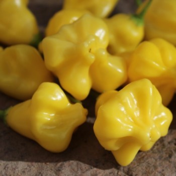 Chili Dulce Estrella (Schärfe 2) (Samen)