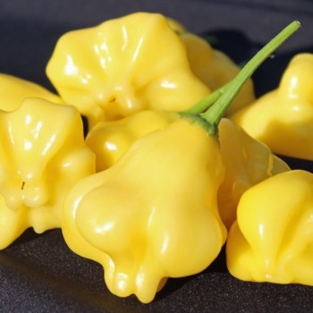 Chili Dulce Estrella (Schärfe 2) (Samen)
