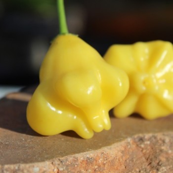 Chili Dulce Estrella (Schärfe 2) (Samen)