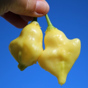 Chili Dulce Luna (Schärfe 2) (Samen)
