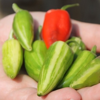 Chili Fish Pepper (Schärfe 4) (Samen)