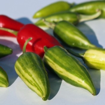 Chili Fish Pepper (Schärfe 4) (Samen)