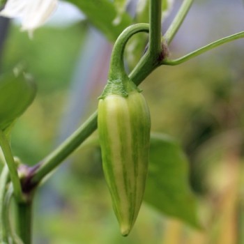 Chili Fish Pepper (Schärfe 4) (Samen)