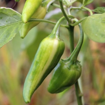 Chili Fish Pepper (Schärfe 4) (Samen)