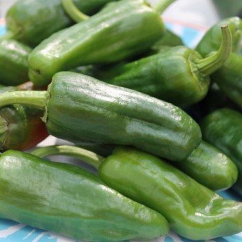 Gemüsechili Friariello Nocera (Schärfe 0) (Samen)