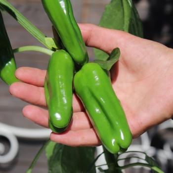 Gemüsechili Friariello Nocera (Schärfe 0) (Samen)