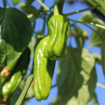 Gemüsechili Friariello Nocera (Schärfe 0) (Samen)