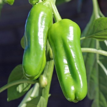 Gemüsechili Friariello Nocera (Schärfe 0) (Samen)