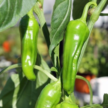 Gemüsechili Friariello Nocera (Schärfe 0) (Samen)