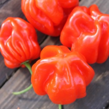 Chili Habanero El Remo (Schärfe 2) (Samen)