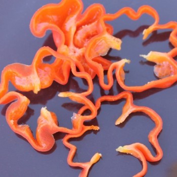 Chili Habanero El Remo (Schärfe 2) (Samen)