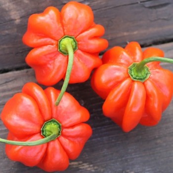 Chili Habanero El Remo (Schärfe 2) (Samen)