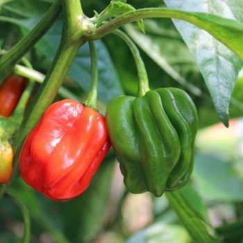 Chili Habanero El Remo (Schärfe 2) (Samen)