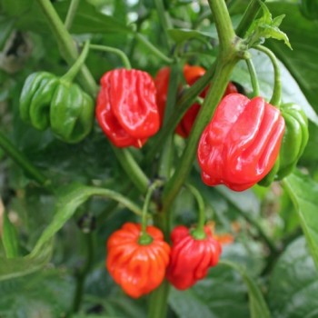 Chili Habanero El Remo (Schärfe 2) (Samen)