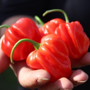 Chili Habanero El Remo (Schärfe 2) (Samen)