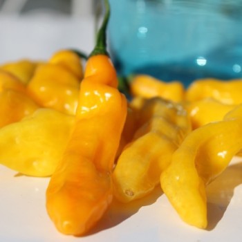 Chili Habanero Hot Lemon (Schärfe 10) (Samen)