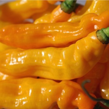Chili Habanero Hot Lemon (Schärfe 10) (Samen)