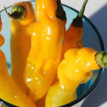 Chili Habanero Hot Lemon (Schärfe 10) (Samen)