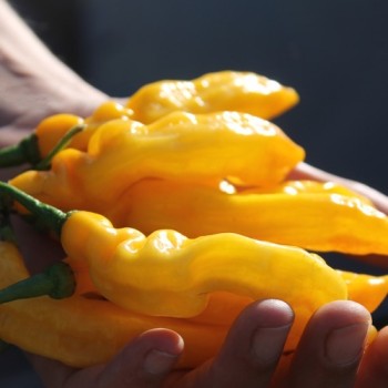 Chili Habanero Hot Lemon (Schärfe 10) (Samen)
