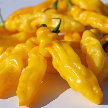 Chili Habanero Hot Lemon (Schärfe 10) (Samen)