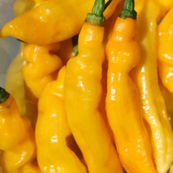 Chili Habanero Hot Lemon (Schärfe 10) (Samen)