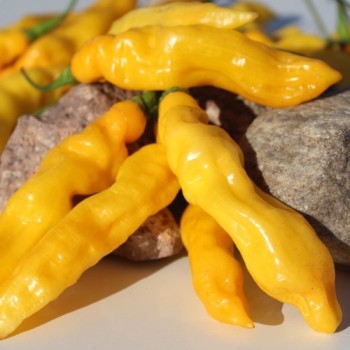 Chili Habanero Hot Lemon (Schärfe 10) (Samen)