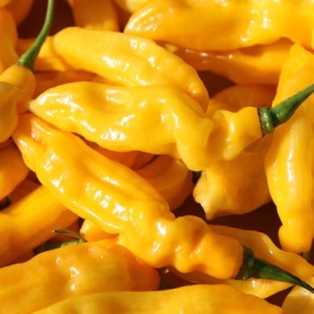 Chili Habanero Hot Lemon (Schärfe 10) (Samen)