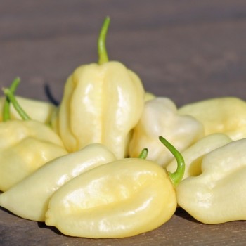 Chili Habanero White Giant (Schärfe 10) (Samen)