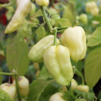 Chili Habanero White Giant (Schärfe 10) (Samen)