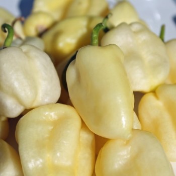 Chili Habanero White Giant (Schärfe 10) (Samen)