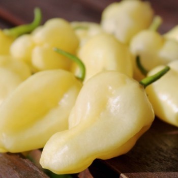 Chili Habanero White Giant (Schärfe 10) (Samen)