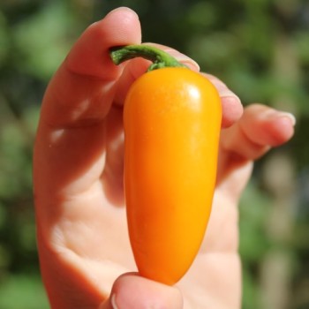 Chili Jalapeno orange (Schärfe 3) (Samen)