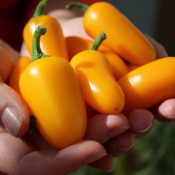 Chili Jalapeno orange (Schärfe 3) (Samen)