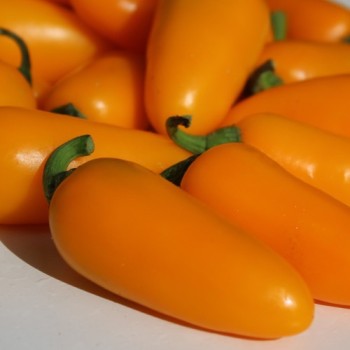 Chili Jalapeno orange (Schärfe 3) (Samen)