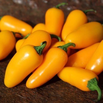 Chili Jalapeno orange (Schärfe 3) (Samen)