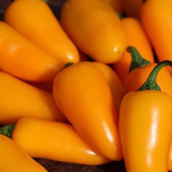 Chili Jalapeno orange (Schärfe 3) (Samen)