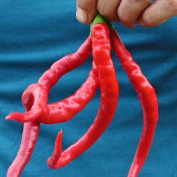 Chili Hair (Kil Biber) (Schärfe 5) (Samen)