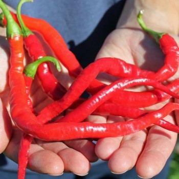 Chili Hair (Kil Biber) (Schärfe 5) (Samen)