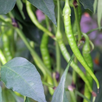 Chili Hair (Kil Biber) (Schärfe 5) (Samen)