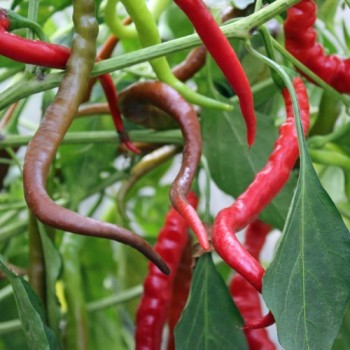 Chili Hair (Kil Biber) (Schärfe 5) (Samen)