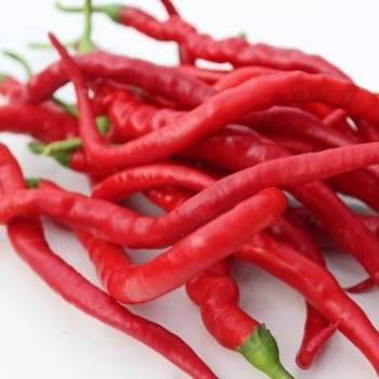 Chili Hair (Kil Biber) (Schärfe 5) (Samen)